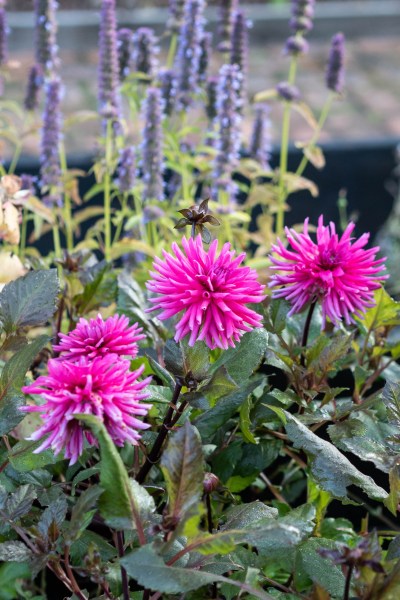 What to grow with dahlias