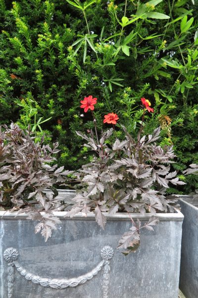 Dahlias grow well in pots