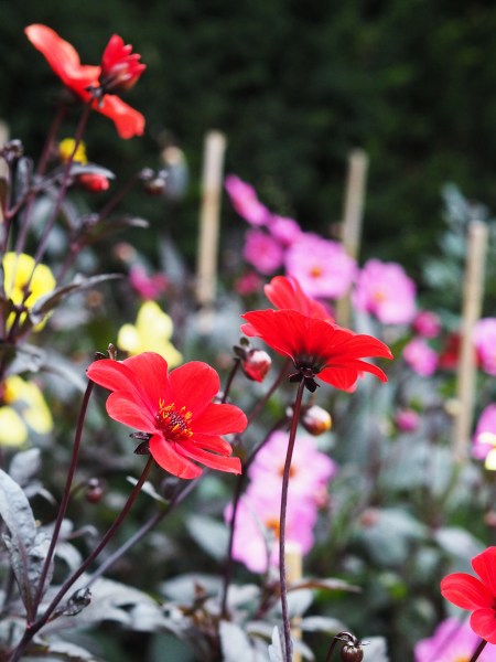 Drought-tolerant dahlias