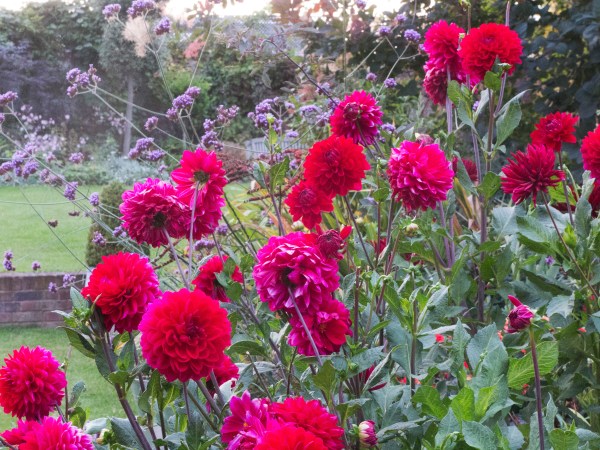 If you don't dig up dahlias, they can spread.