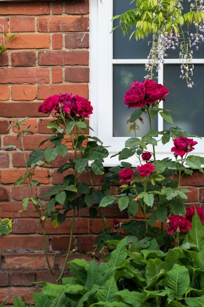 Rose 'Darcy Bussell'