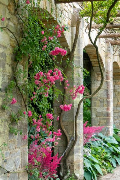 Dark pink rose lining walkway at Hever Castle