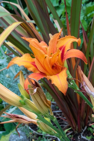 Day lily 'Flore Pleno' spreads around borders