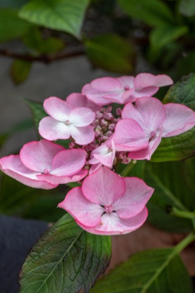 Best hydrangeas for bees