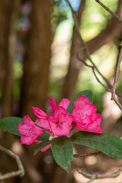 Late flowering rhododendron