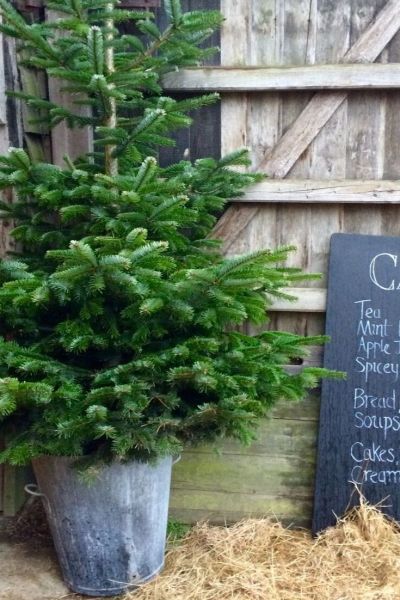 A simple Christmas tree in a bucket