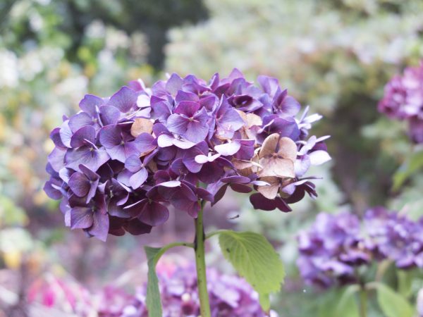 Hydrangeas for shady borders