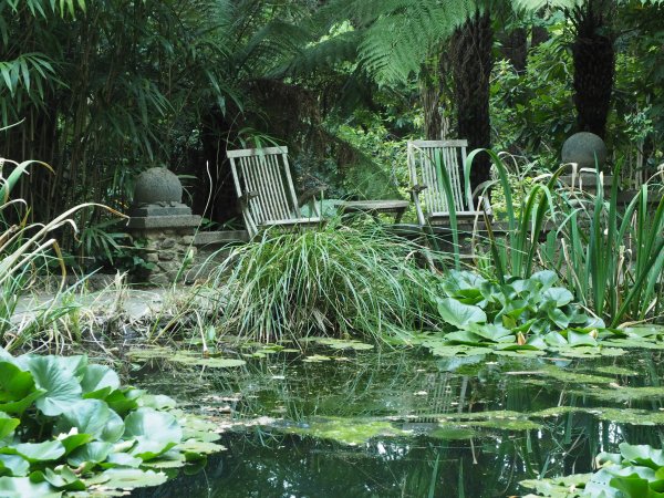 Create a jungle effect with lots of planting #gardenponds #gardendesign