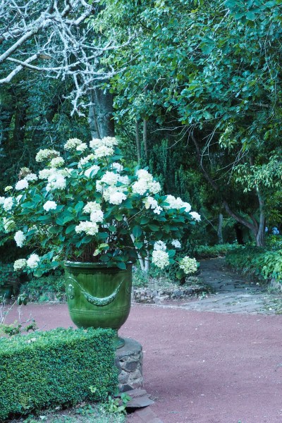 Use hydrangeas as a statement plant #gardendesign