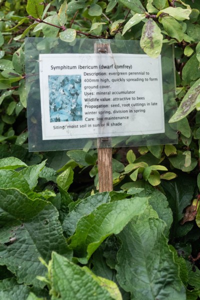 Choose a non-invasive comfrey for homemade fertilisers