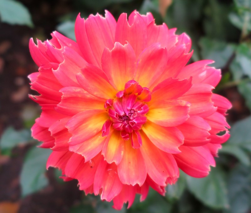 How to use dahlias in your garden