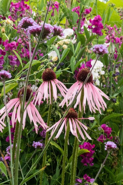 Grow fruit and veg together to attract pollinators