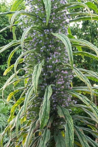 Big plants work well in small gardens