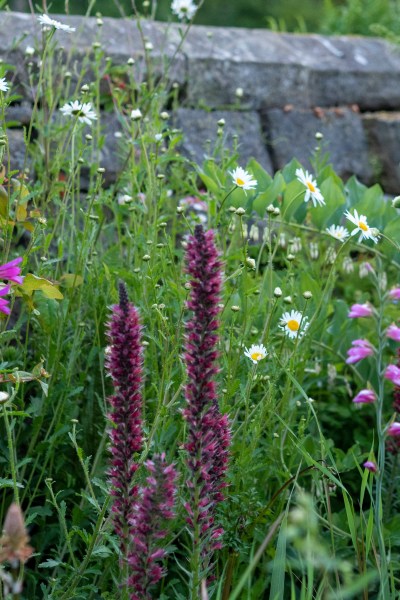 Echium russicum was used at RHS Chelsea 2019 in The Resilience Garden. 