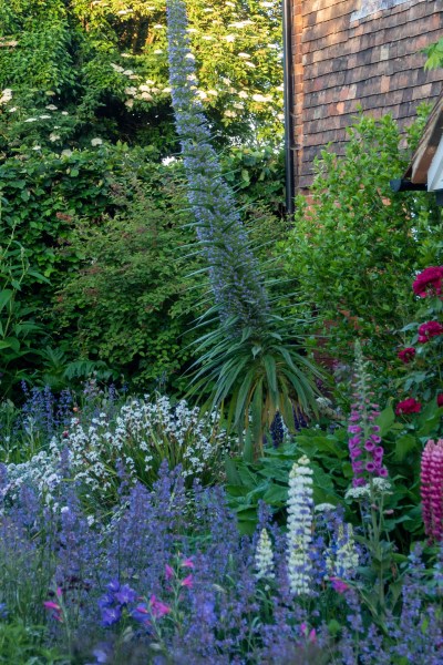 Echium vulgare 