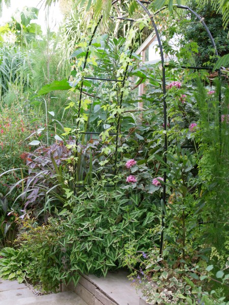 Climbers for an exotic garden