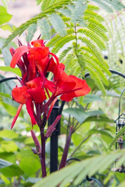 exotic garden in the English countryside