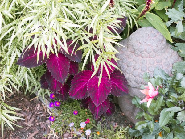 Coleus prefers shade