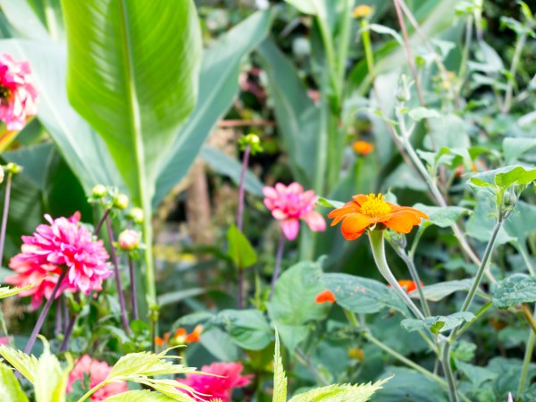 Exotic dahlias and tithonia