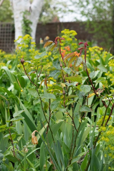 Divide perennials in spring