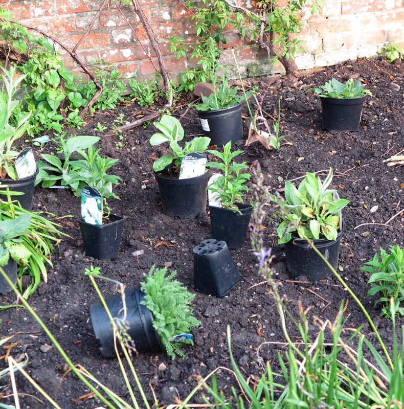 How to plant a border - set the plants out in their pots first