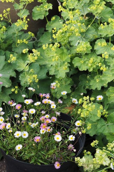 Seaside daisies and lady's mantle