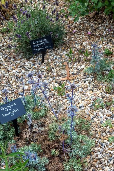 Plants for sale at the Beth Chatto gardens