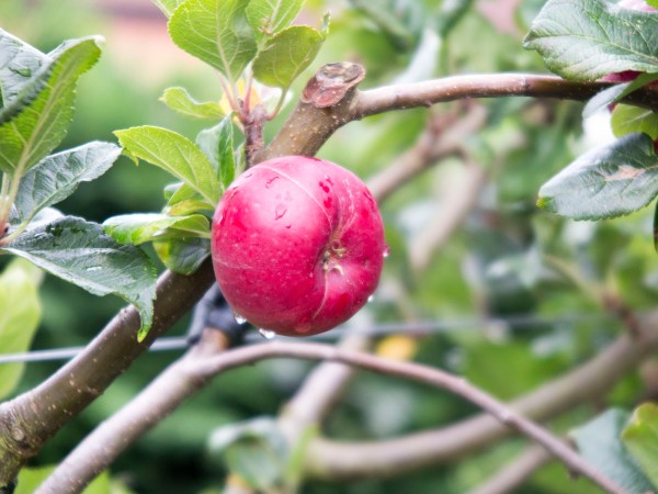 Choose spur-bearing apples for small gardens