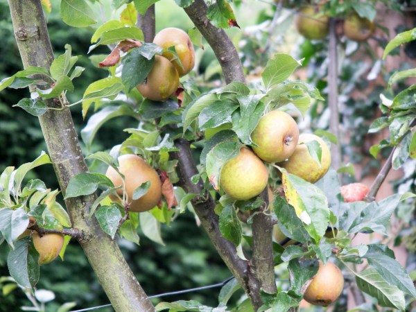 Cordon apple trees from Amazon