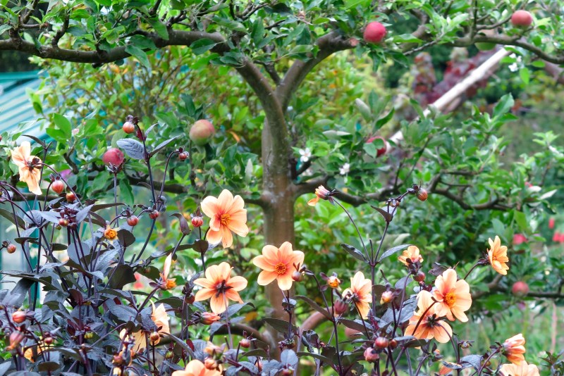 How to use dahlias in veggie gardens