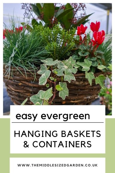 Evergreen hanging basket