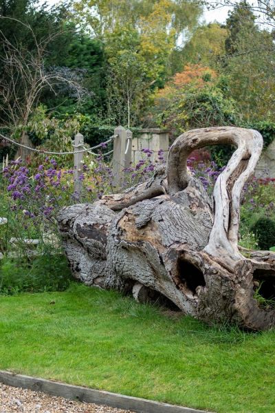 Fallen trees are beneficial to insects