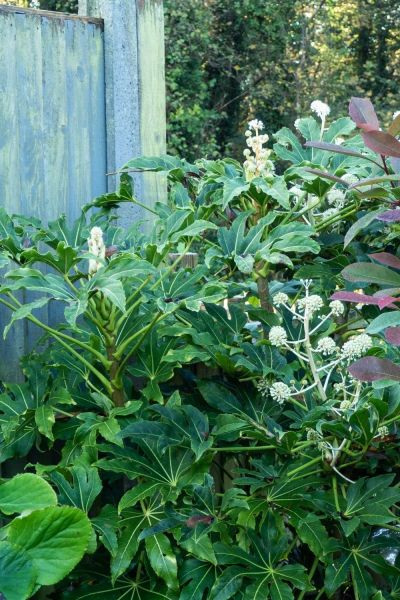 Fatsia a wildlife friendly plant