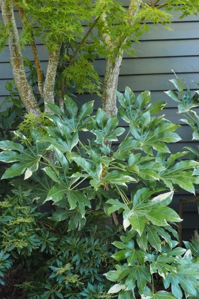 Shade-loving fatsia