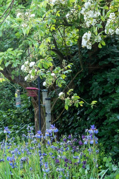 Rose 'Felicite Perpetual'