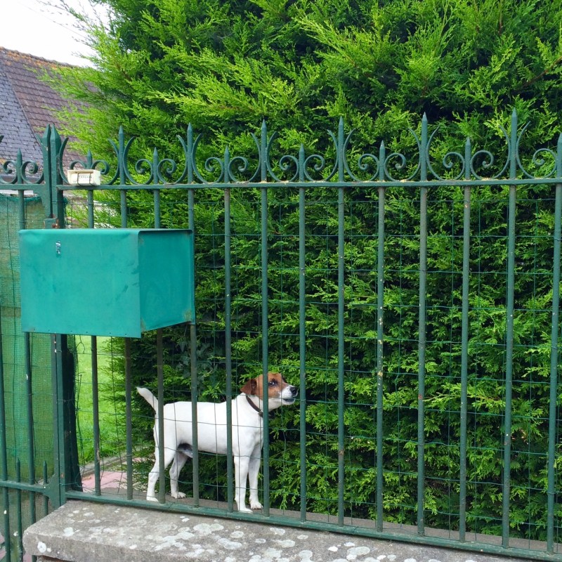 Iron railings and hedge for privacy.