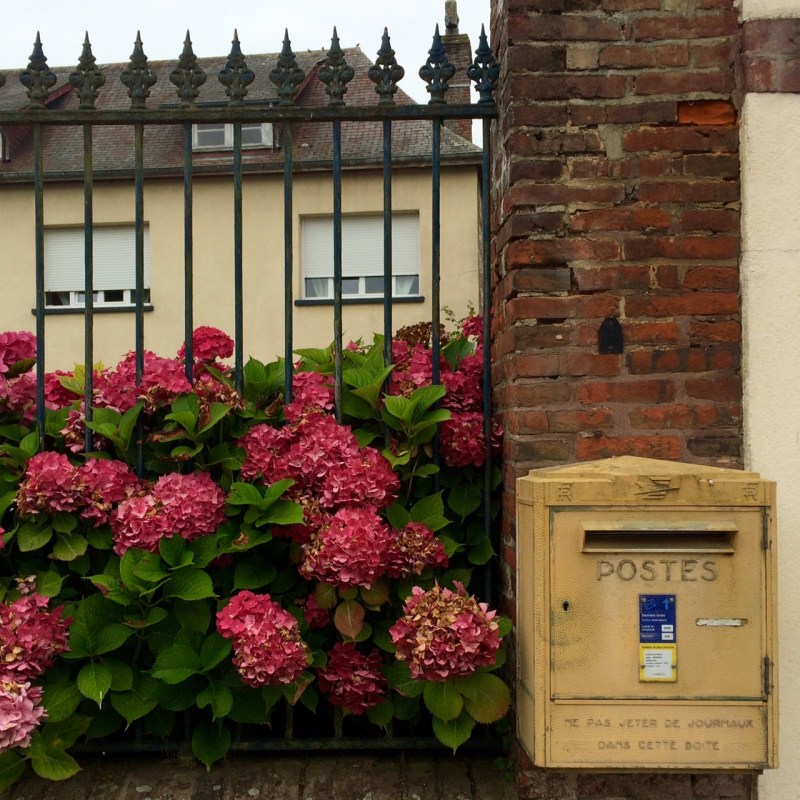 Iron railings fence with hydrangeas