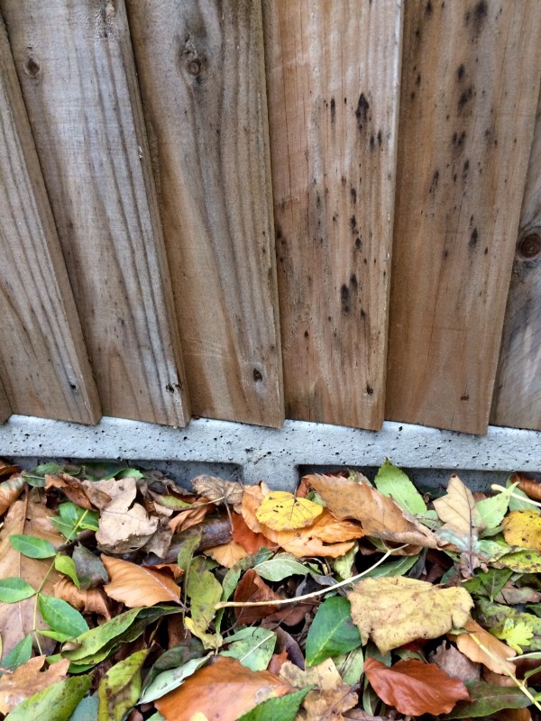 Gravel boards harm wildlife