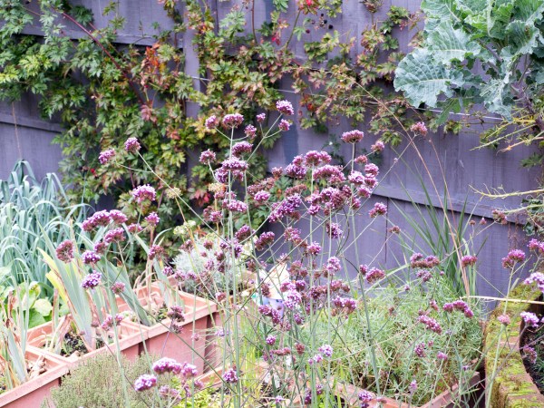 Grow vegetables in pots 