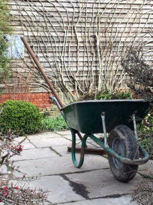 Well-pruned bare stems for good winter shape