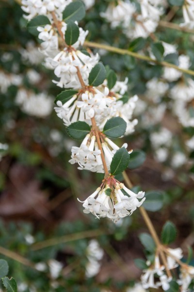 Osmanthus delavayi