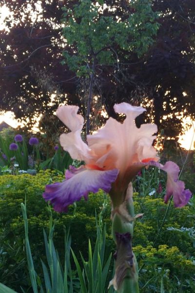 Iris Folie Douce