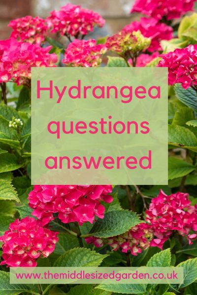 Common questions about hydrangeas