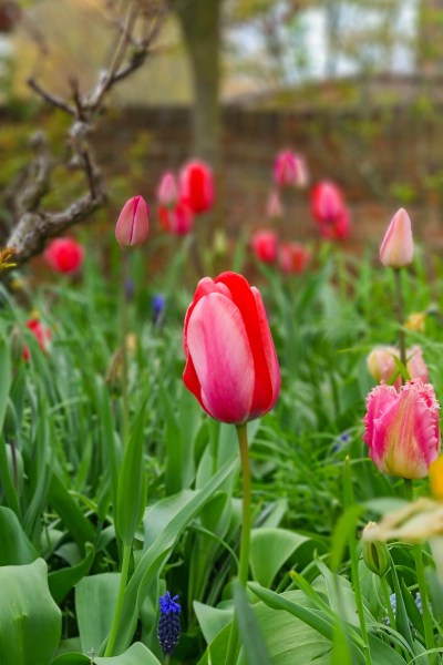 Tulips in meadow grass