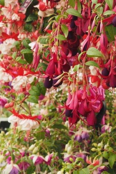 Fuschias are shrubs