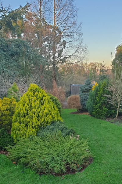 Conifers in the Lime Cross Nurseries garden