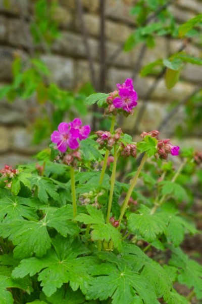 Geranium macrorrhizum