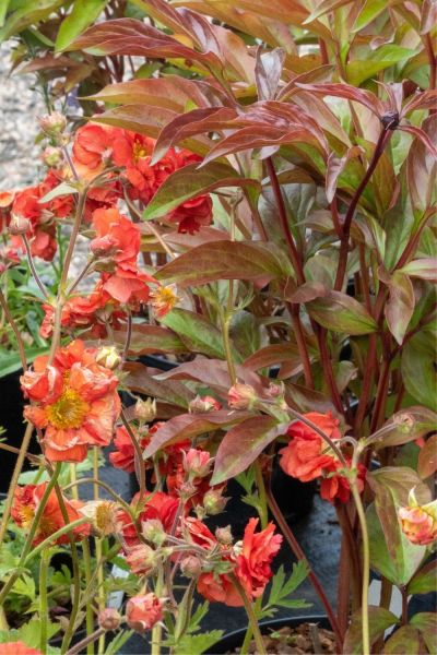 Geum 'totally tangerine'