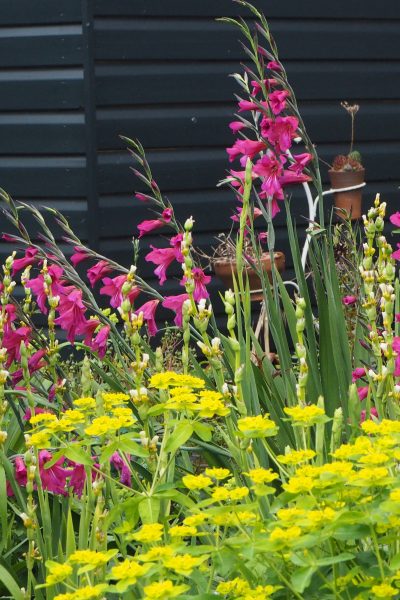 Gladioli communis and euphorbia oblongata are vigorous self-seeding plants