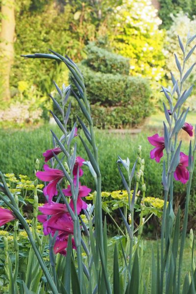 My favourite self-seeding plant - wild gladioli